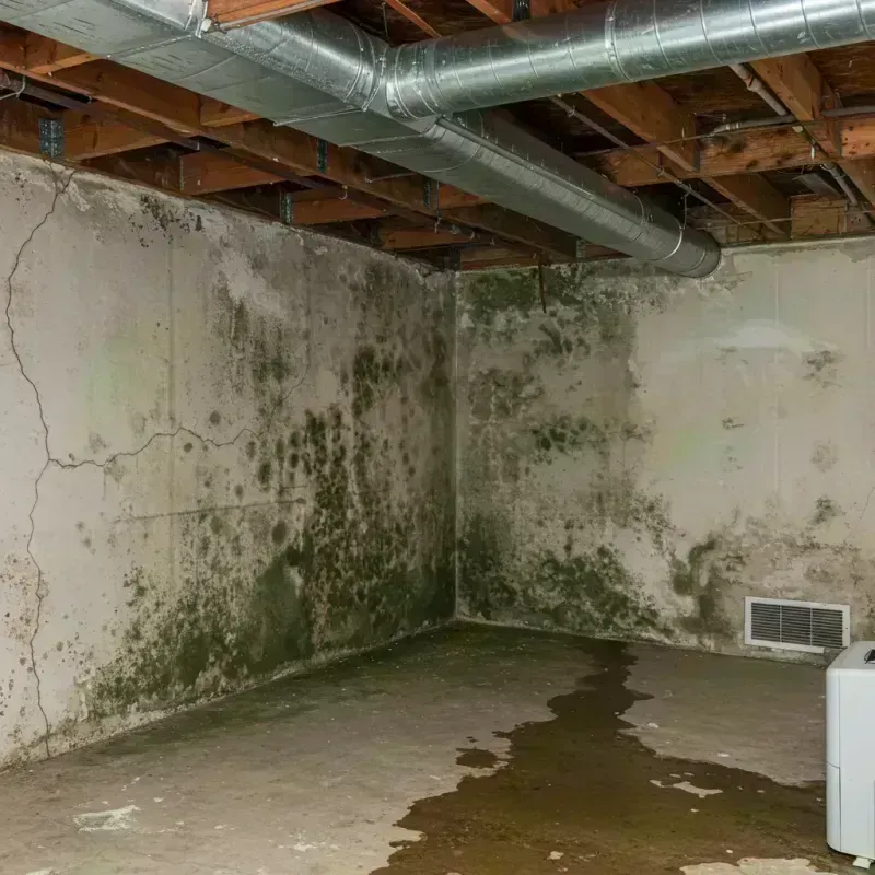 Professional Mold Removal in Greenup County, KY